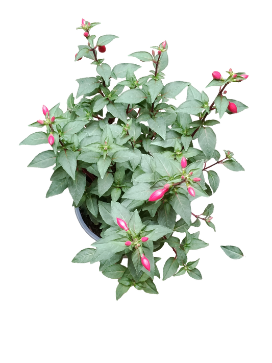 Fuchsia Flor Rosa Planta Natural Ø14 Pendientes De La Reina_0