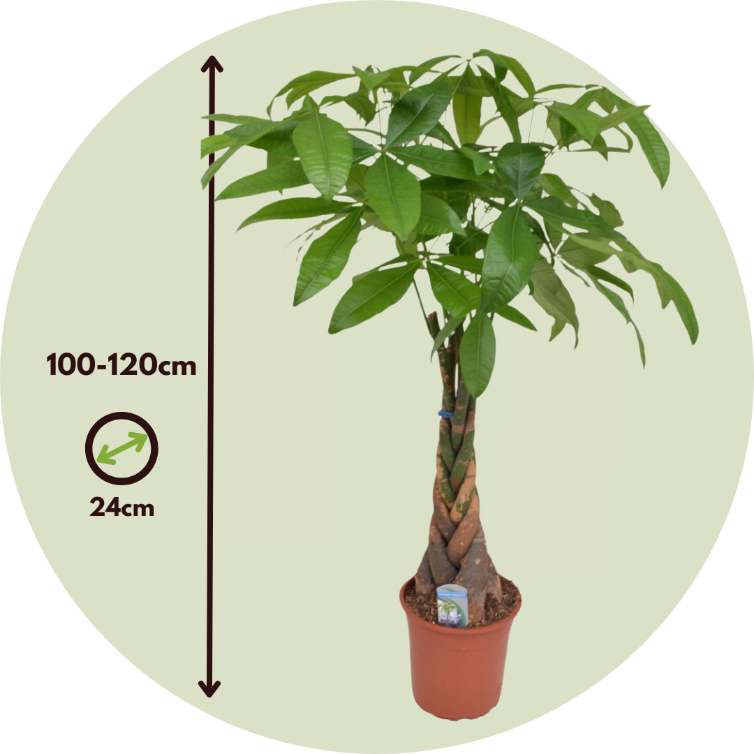 Castaño De Guayaba - Pachira Aquatica - Altura 100-120cm - ⌀24cm
