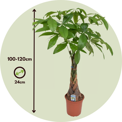 Castaño De Guayaba - Pachira Aquatica - Altura 100-120cm - ⌀24cm