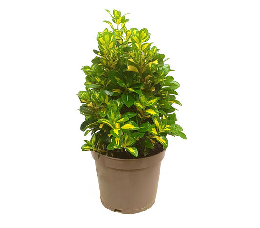 Euonymus Aurea Luna M22 50cm_0