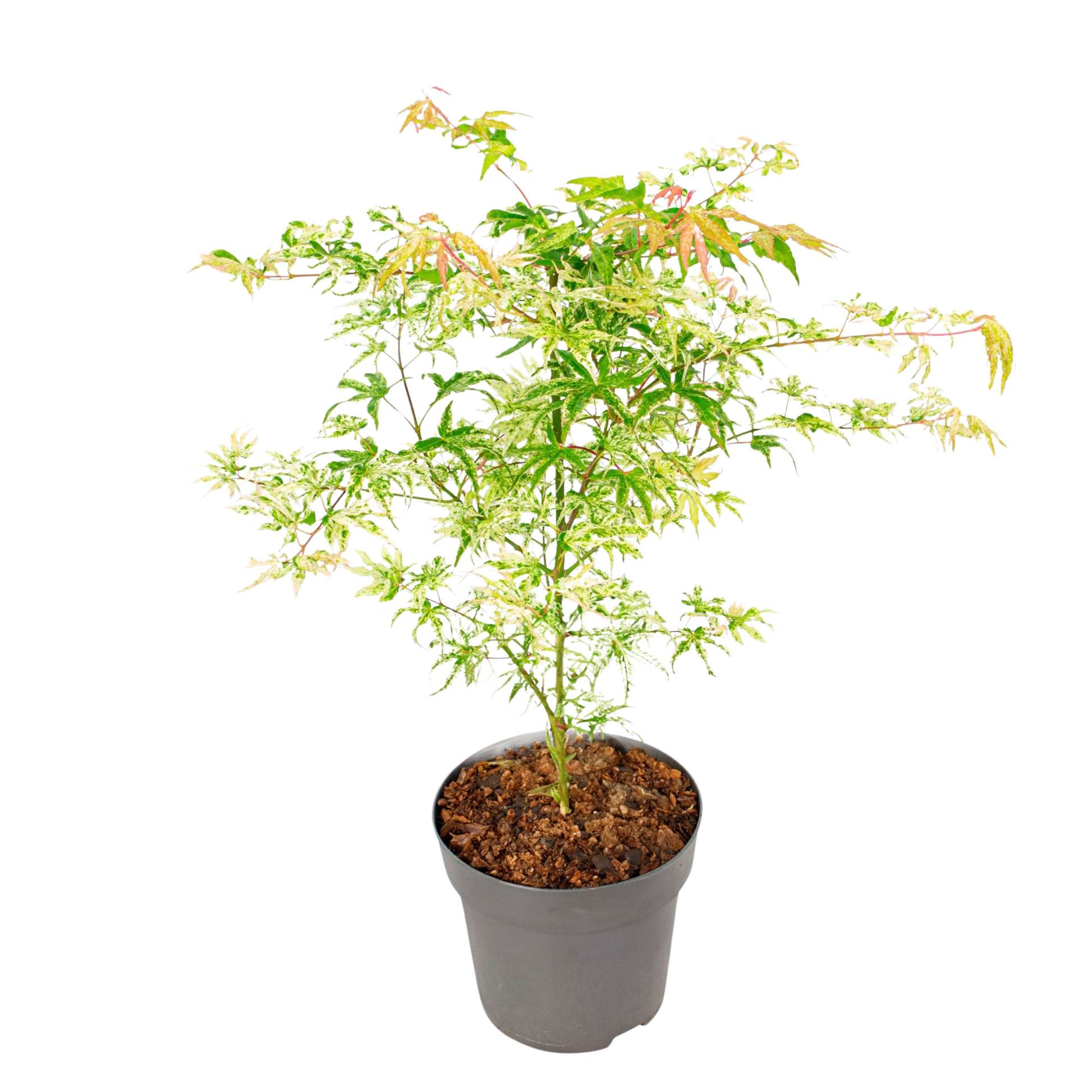 Arce Japonés - Acer Palmatum 'ukigumo' - Altura 50-60cm - ⌀19cm