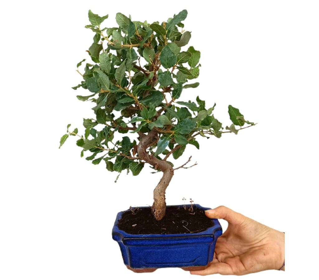 Bonsái Quercus Suber 7 Años (alcornoque Mediterráneo)_1