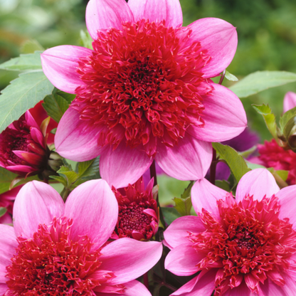 Tubérculos De Dalia - 3 Pzs - Dahlia 'blue Bayou'_1