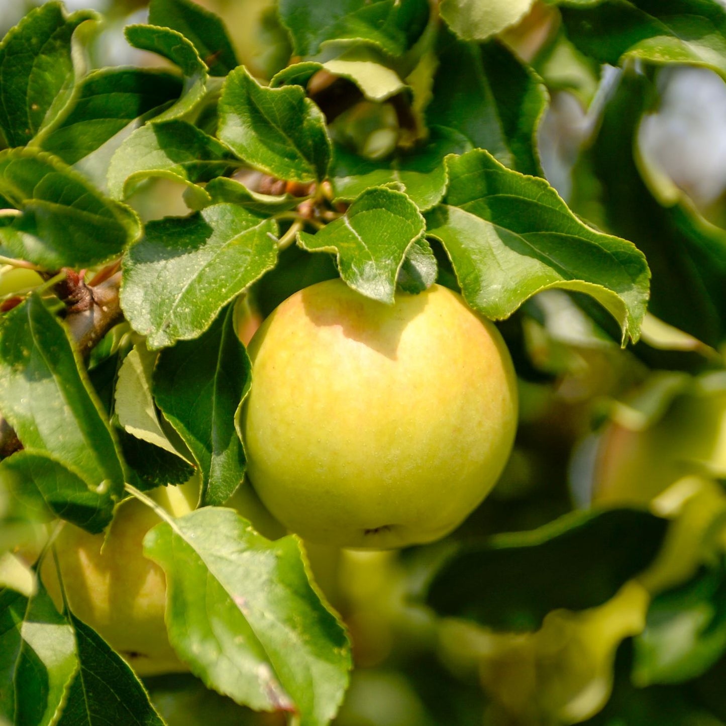 Frutal Manzano -  Manzana Golden - Manzana Amarilla - Planta Natural_2