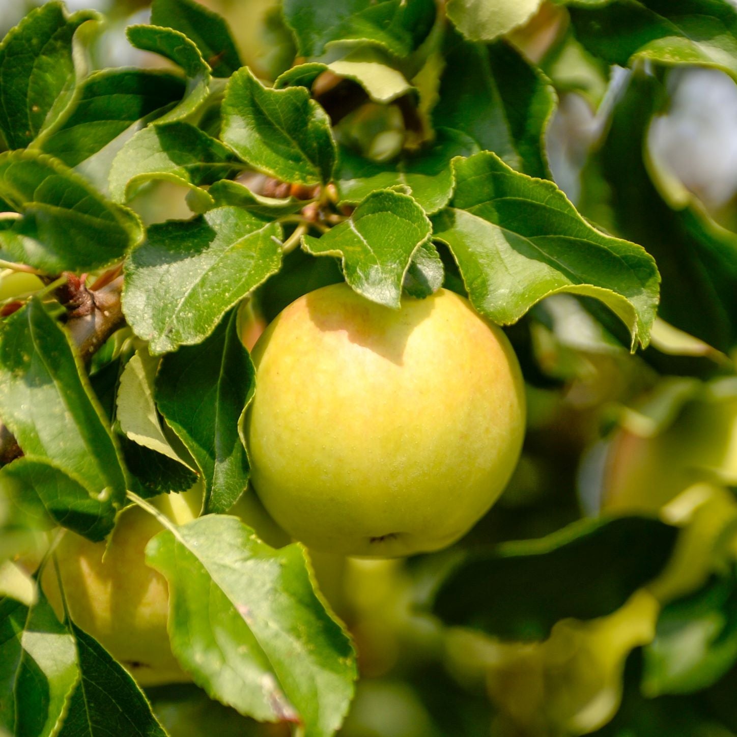 Frutal Manzano -  Manzana Golden - Manzana Amarilla - Planta Natural_2