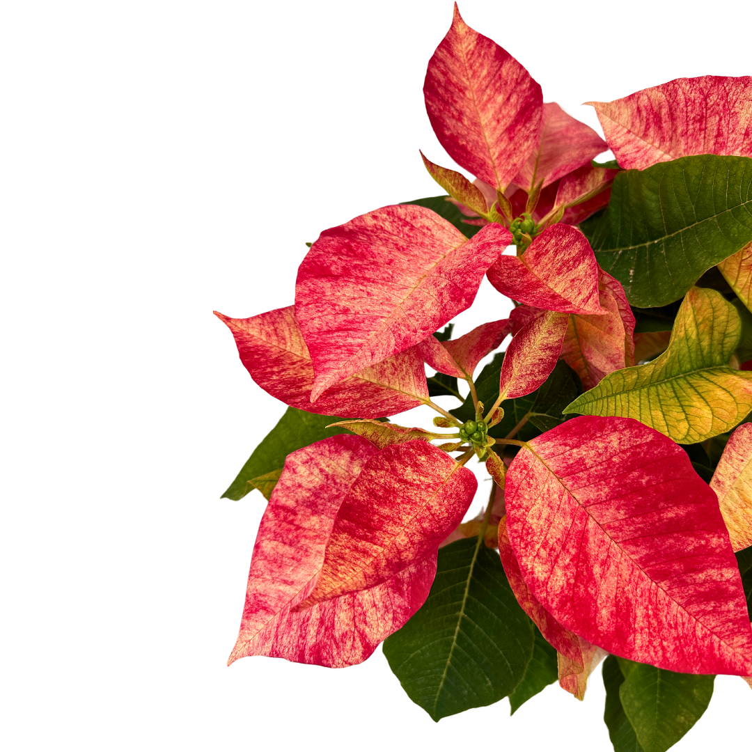 Poinsettia O Flor De Pascua Ice Crystal M14_1