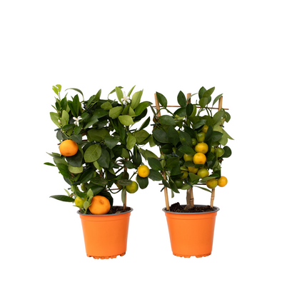 Calamondina - 2 Pzs - Citrus Mitis 'calamondin' - Altura 35-40cm - ⌀14cm_0