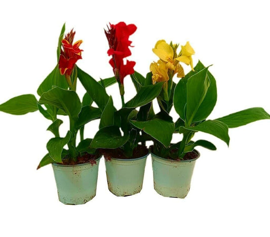 Canna Indica M14_0