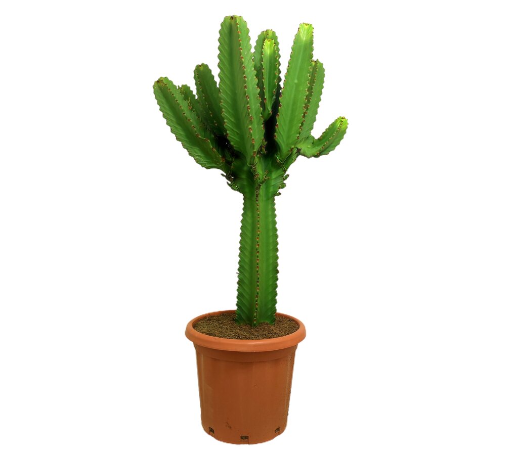 Euphorbia Ingens M37 100-120cm
