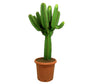 Euphorbia Ingens M37 100-120cm