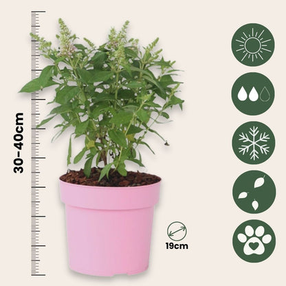 Budleia - 2 Pzs - Buddleja Davidii 'candy' - Altura 30-40cm - ⌀19cm_2