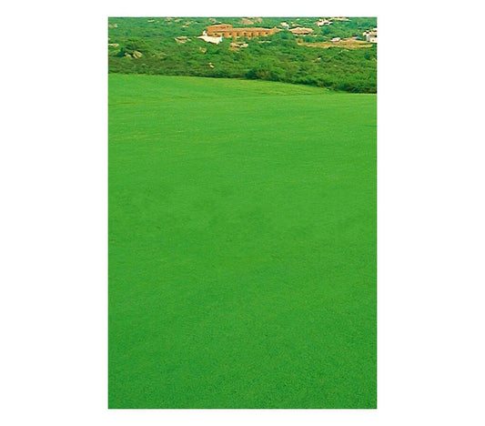 Semillas Cynodon Dactylon_0