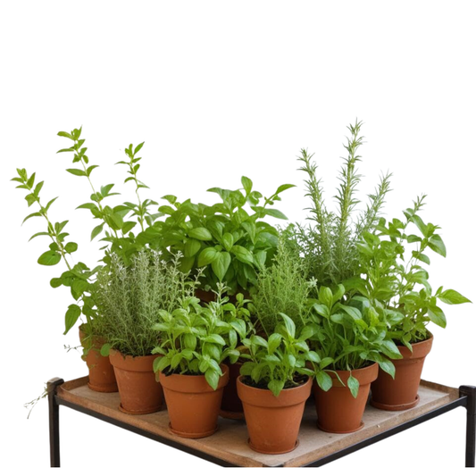 SMPLY | Pack 15 Plantas Aromáticas Naturales - Maceta M11_0