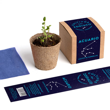 Cultivos del Zodiaco – Acuario, Kit de Cultivo con Semillas de Guindilla - Resetea_4