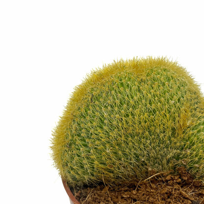 Notocactus Leninghausii Cristata Cactus Y Suculentas M8,5 cm Ø_2