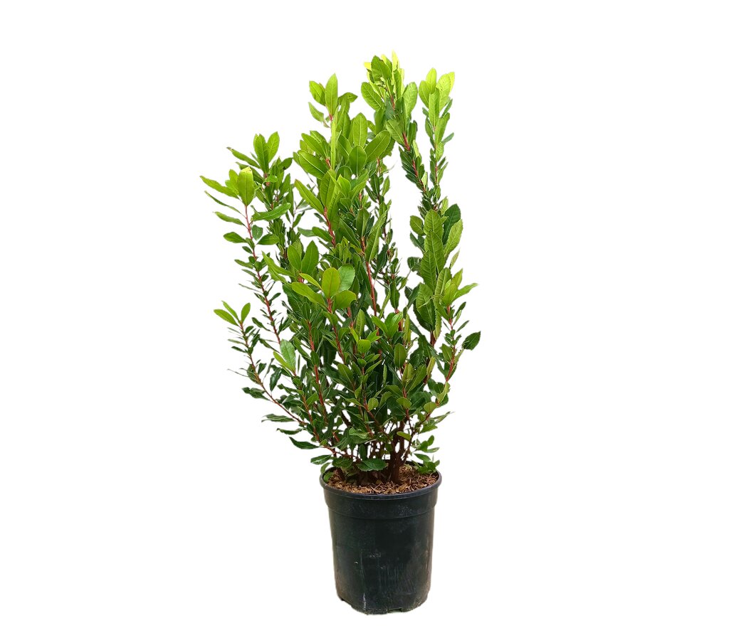 Madroño M35 60-80cm (arbutus Unedo)_0