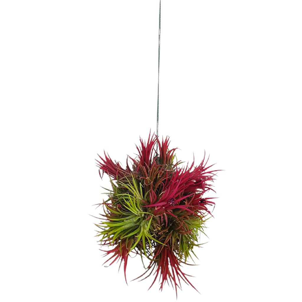 Tillandsia Ion Fuego Bola Xl_0