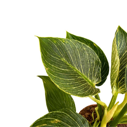 Philodendron Birkin, La Planta De Interior Preferida Por Los Diseñadores De Interiores