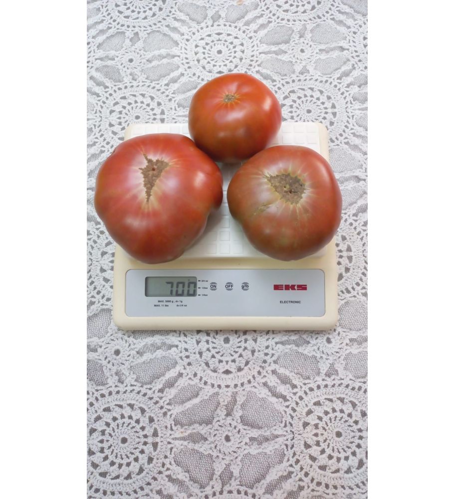 Plantón Tomate Negro De Santiago (10 Unidades)_3