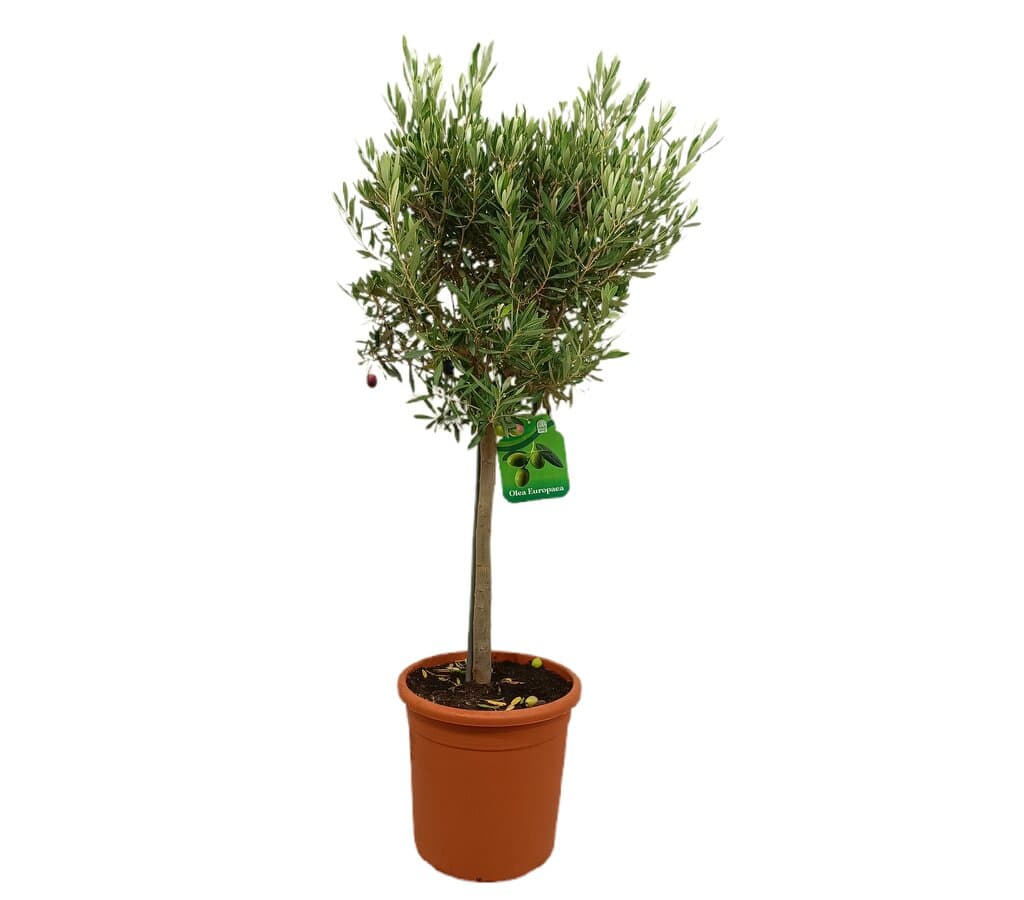 Olivo Copa M36 120-140cm_0