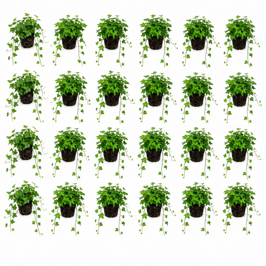 Hedera Hiedra Mixta 24 Plantas P9 - Cubresuelos Borde Estanque Resistente_0