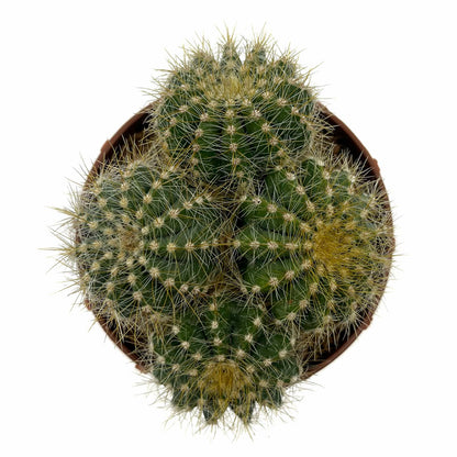 Notocactus Magnificus Cactus Y Suculentas M8,5 cm Ø_1