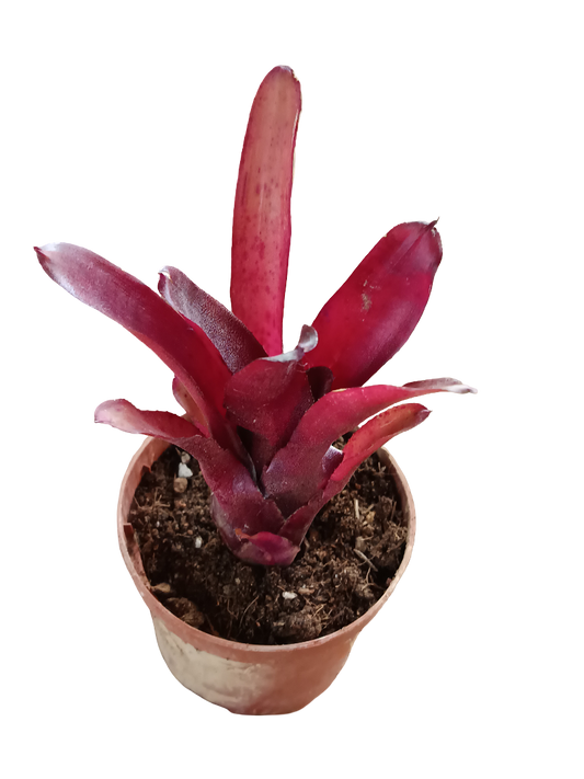 Neoregelia Amazon Planta Bromelia Para Terrarios E Inteior