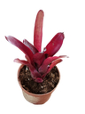 Neoregelia Amazon Planta Bromelia Para Terrarios E Inteior