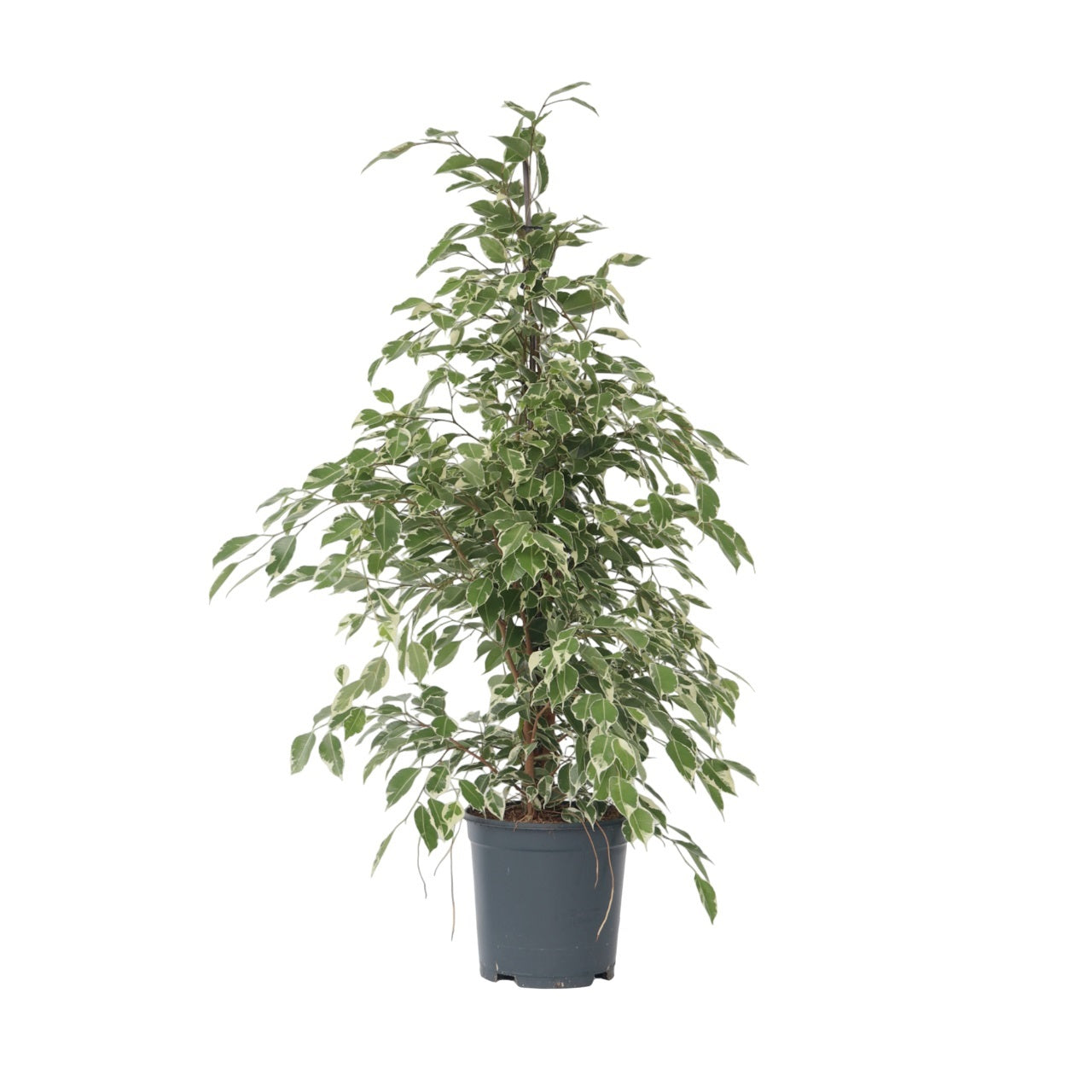 Higuera Llorona - Ficus Benjamina 'twilight' - Altura 100-110cm - ⌀21cm_0