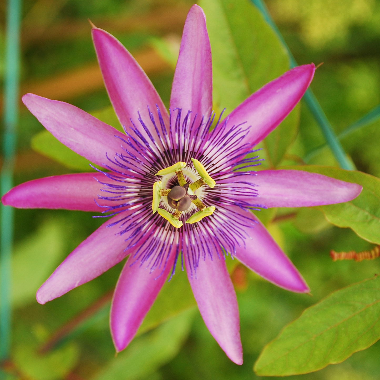 Granadilla - 6 Pzs - Passiflora Hybridum - Altura 25-40cm - ⌀9cm