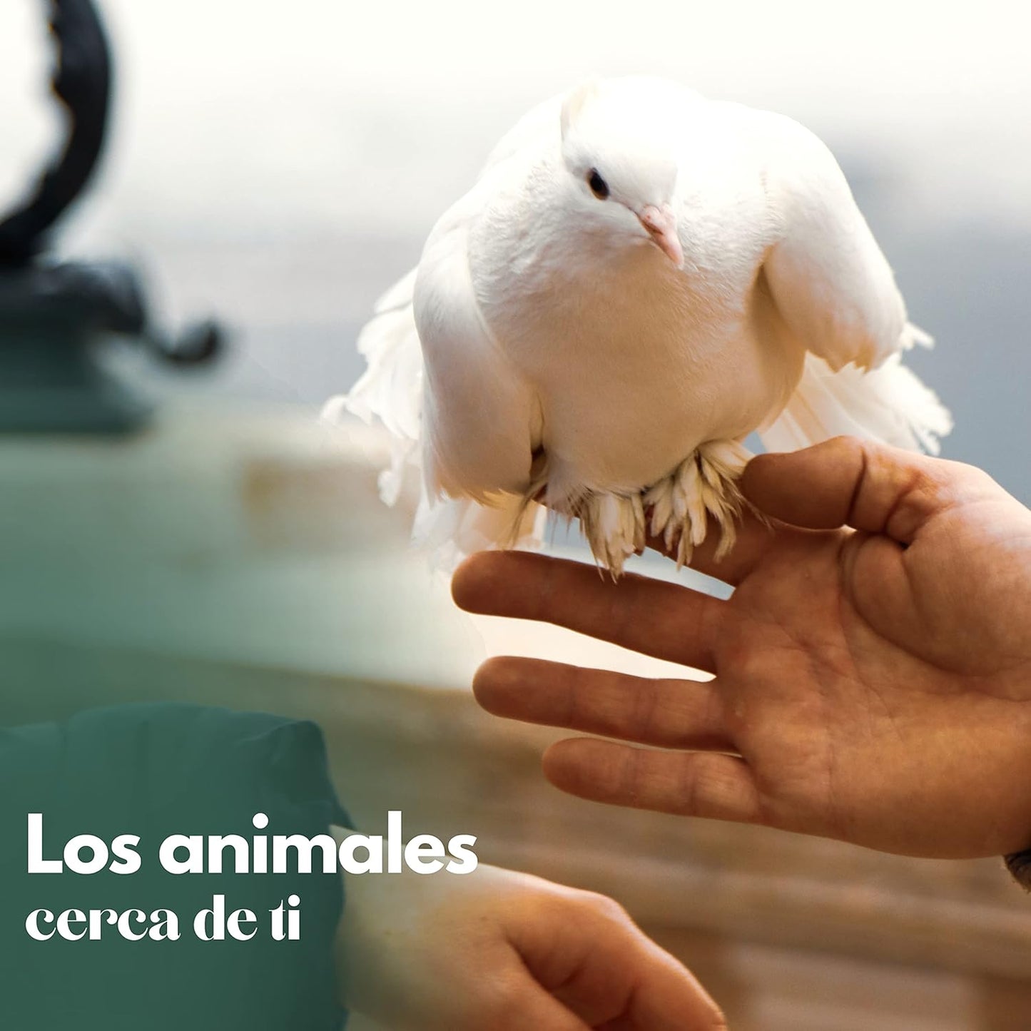 Palomar Ramier - Caseta Exterior Para Palomas Y Otros Pájaros_3