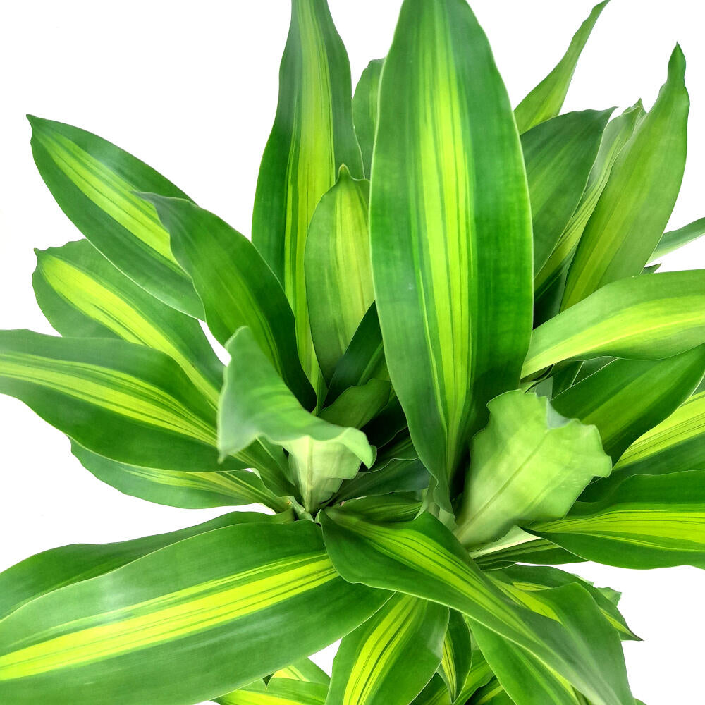 Dracena Masageana 90-45-20 M24 120cm (tronco De Brasil)_1