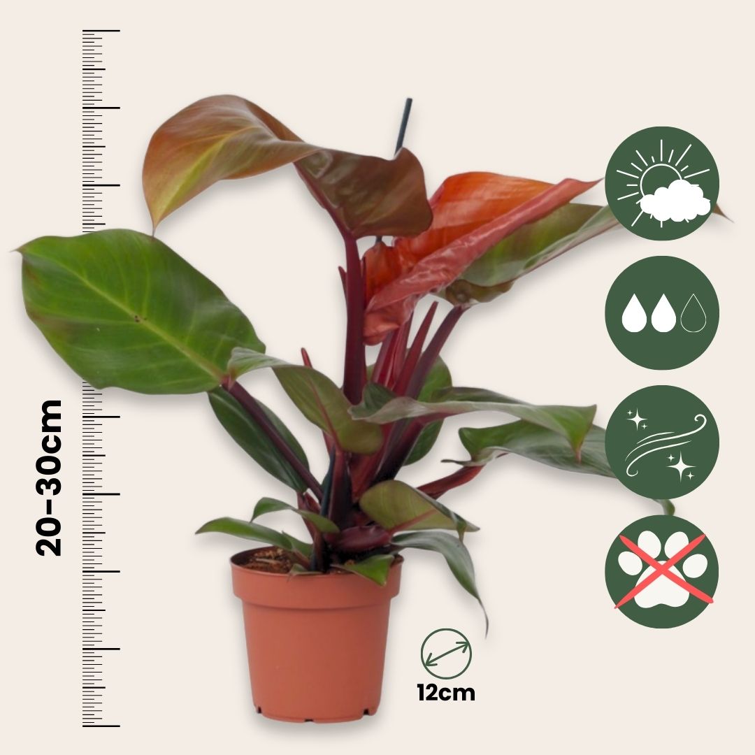 Filodendro - 2 Pzs - Philodendron 'sun Light' - Altura 20-30cm - ⌀12cm_2