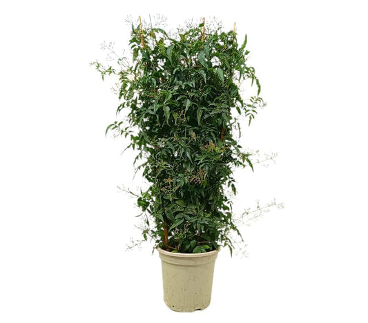 Jazmin Polyanthum Espaldera M20 90cm_0