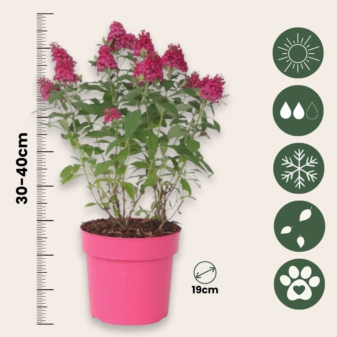 Arbusto De Las Mariposas - Buddleja Davidii 'candy' - Altura 30-40cm - ⌀19cm_2