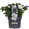 Helleborus Niger M17 25cm