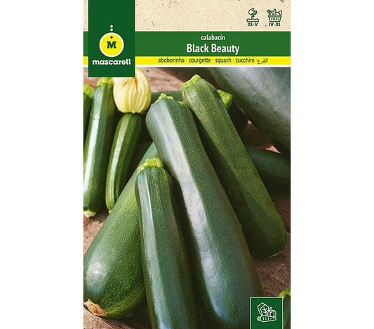 Semillas Calabacín Black Beauty_0