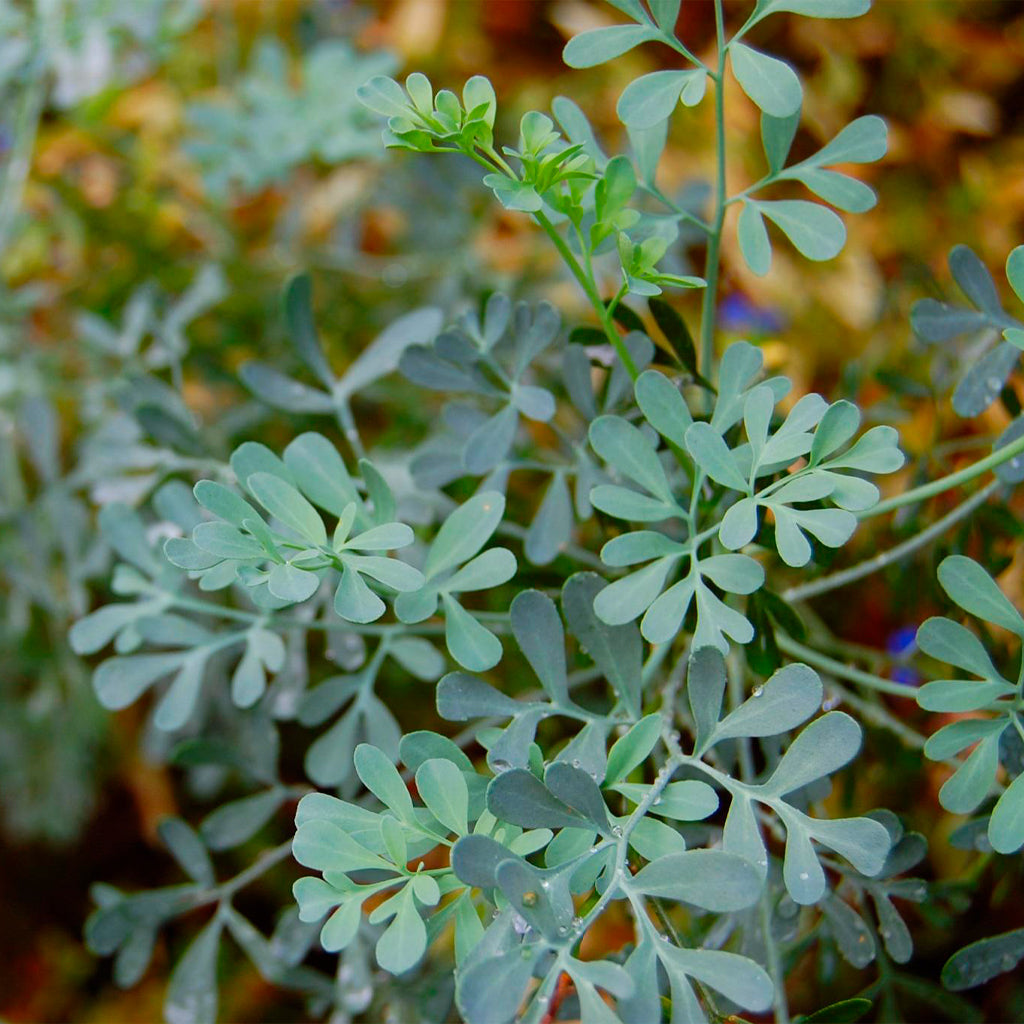 Maceta Ruda 10,5 Cm - Plantabo_1