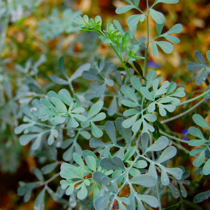 Maceta Ruda 10,5 Cm - Plantabo_1