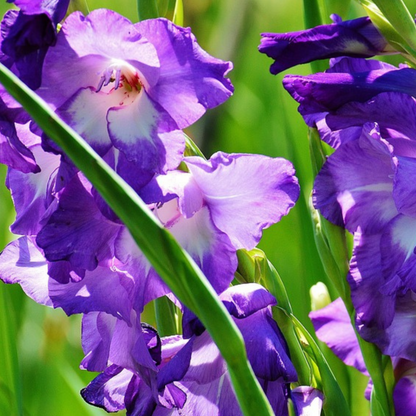 Mezcla De Bulbos De Flor Azul - 125 Pzs - Bulbos De Flores - Azul_3