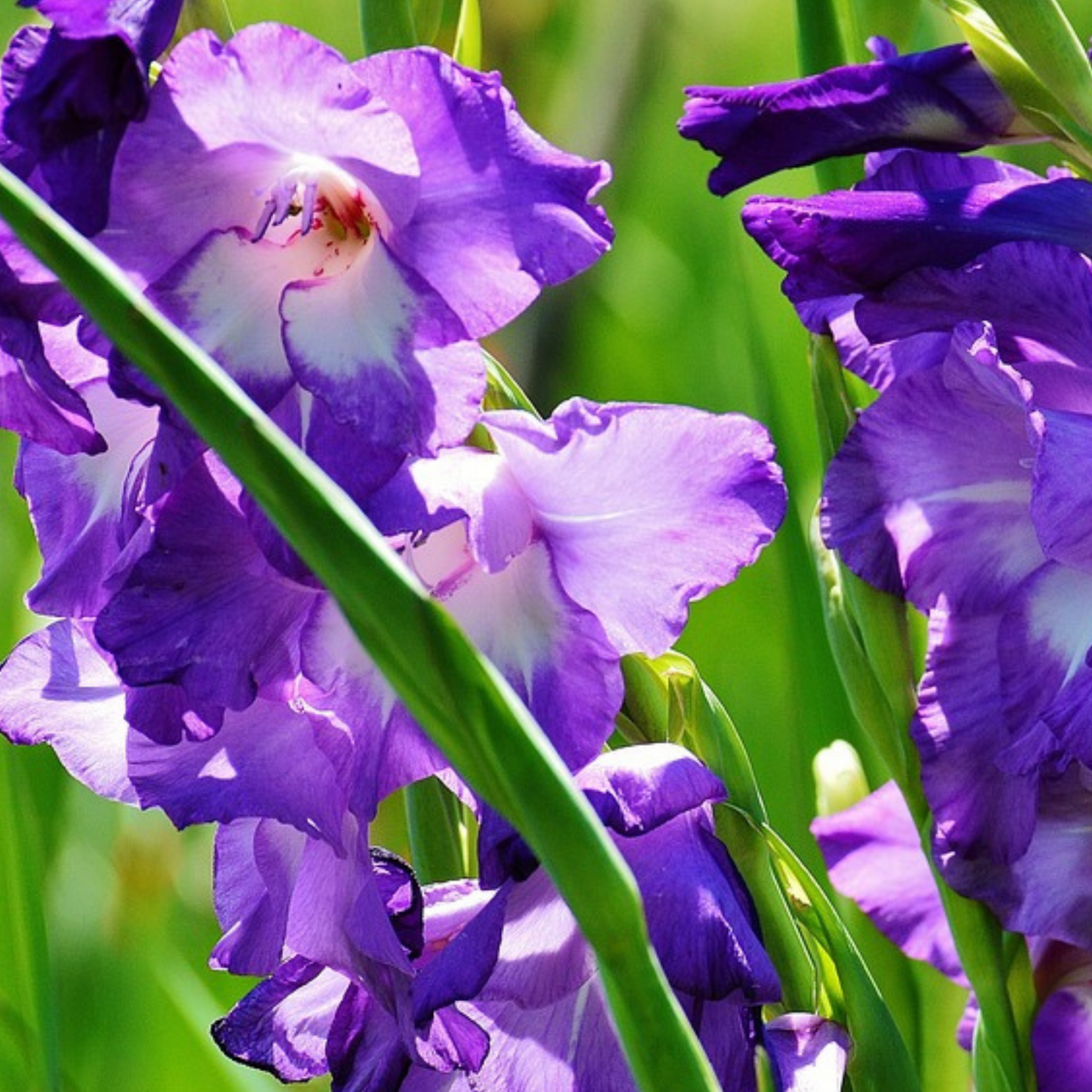 Mezcla De Bulbos De Flor Azul - 125 Pzs - Bulbos De Flores - Azul_3