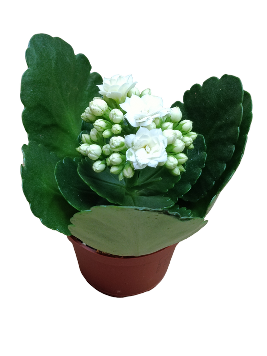 Mini Kalanchoe De Flor Blanca Planta Suculenta Ø6_0