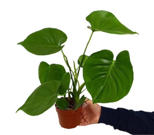 Monstera Deliciosa M12 25cm (costilla De Adán)_0