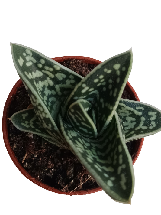 Aloe Tigre Planta Suculenta Ø5_0