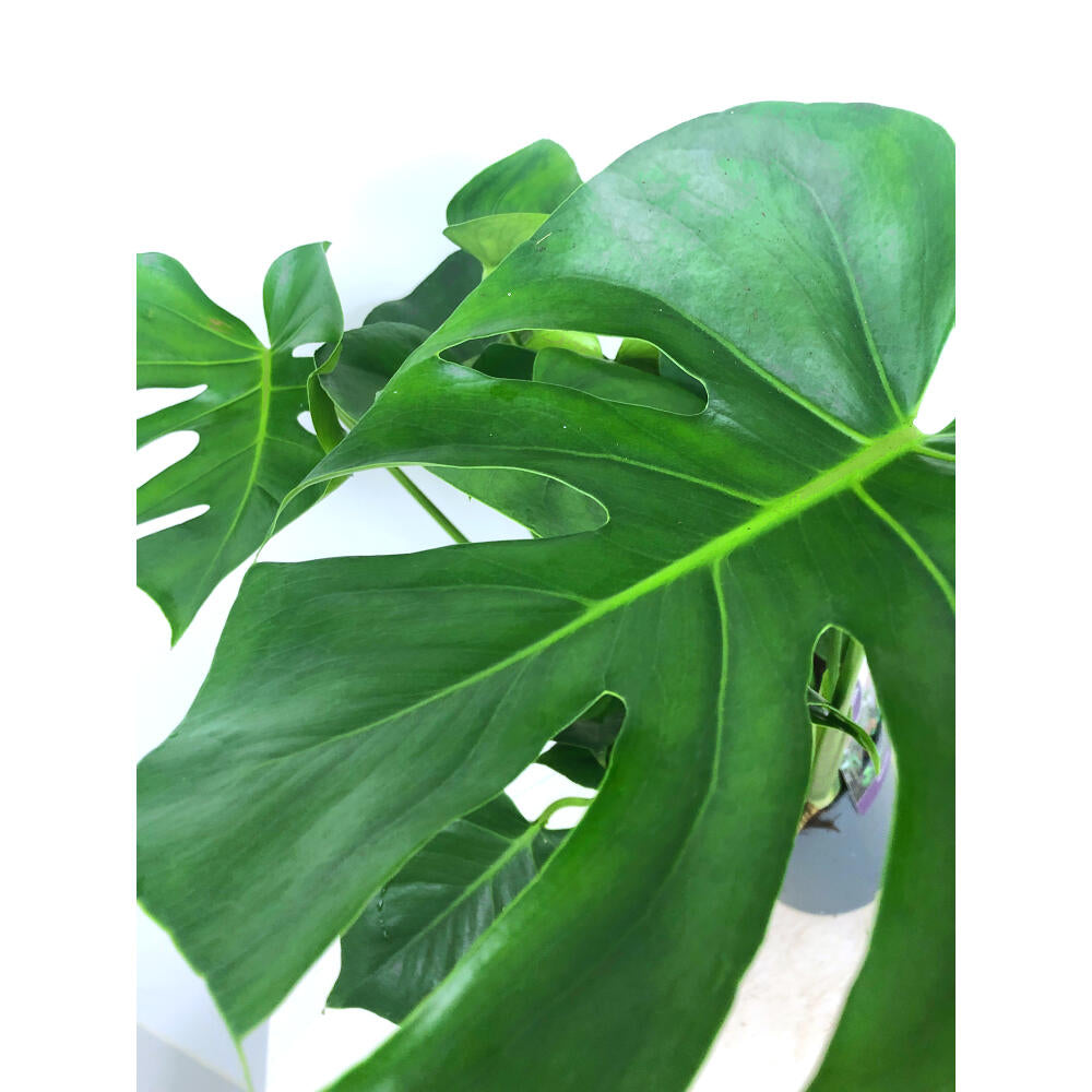 Monstera Deliciosa M19 50cm (costilla De Adan)