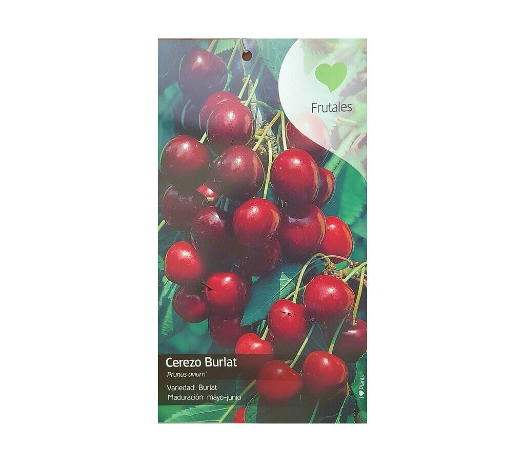 Árbol Frutal Cerezo Burlat M22 120-130cm Para Exterior_1