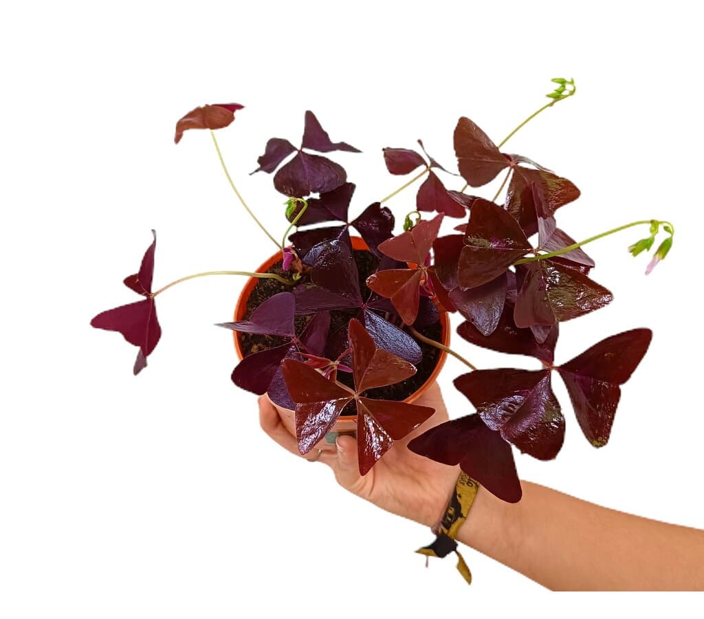 Oxalis Triangularis M12
