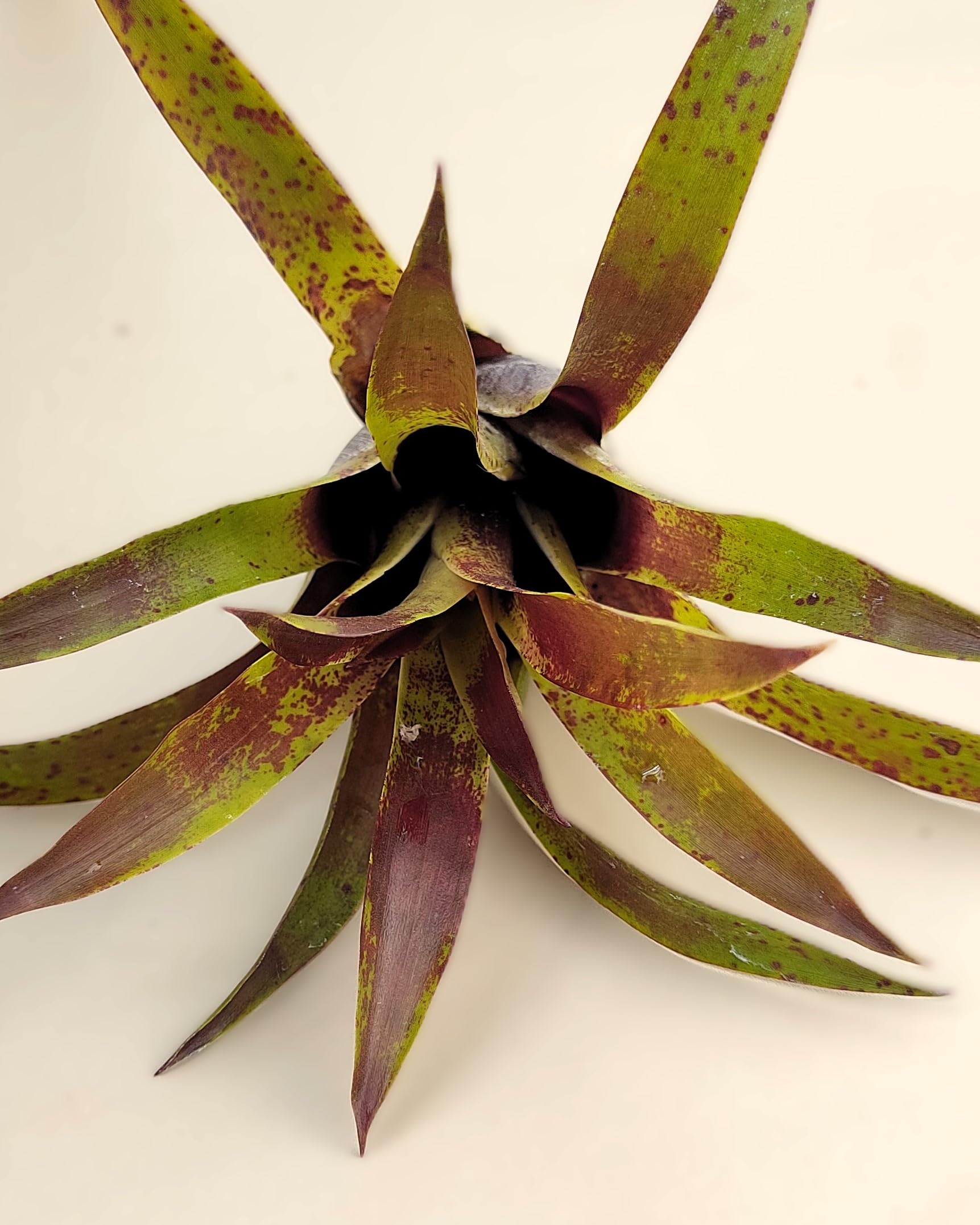 Vriesea lubbersii; bromelia verde y púrpura; Curiosarium; altura 15 cm, diámetro 10 cm_2