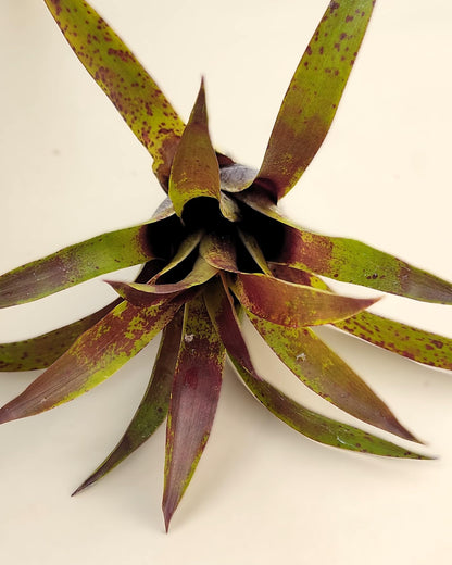Vriesea lubbersii; bromelia verde y púrpura; Curiosarium; altura 15 cm, diámetro 10 cm_2