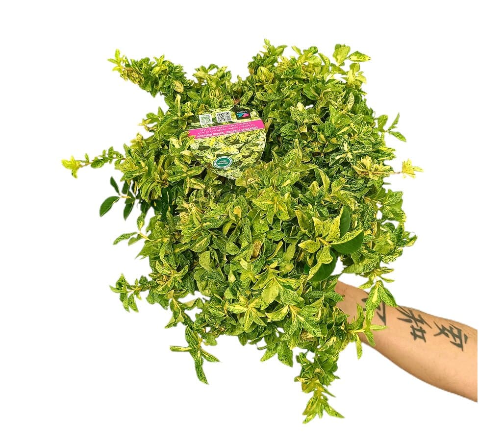 Euonymus Fortunei M22_0